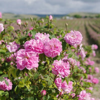 Rose de Damas (Rosa damascena) - Hydrolat bio