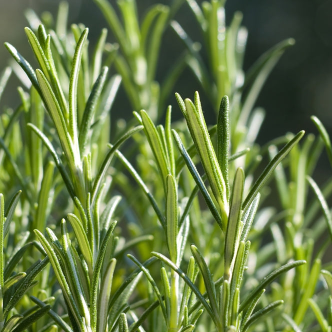 Rosemary ct. Camphor (Rosmarinus officinalis) - Organic Essential Oil 