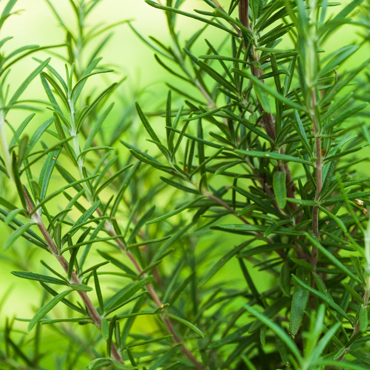 Rosemary ct. verbenone (Rosmarinus officinalis) - Organic hydrosol 