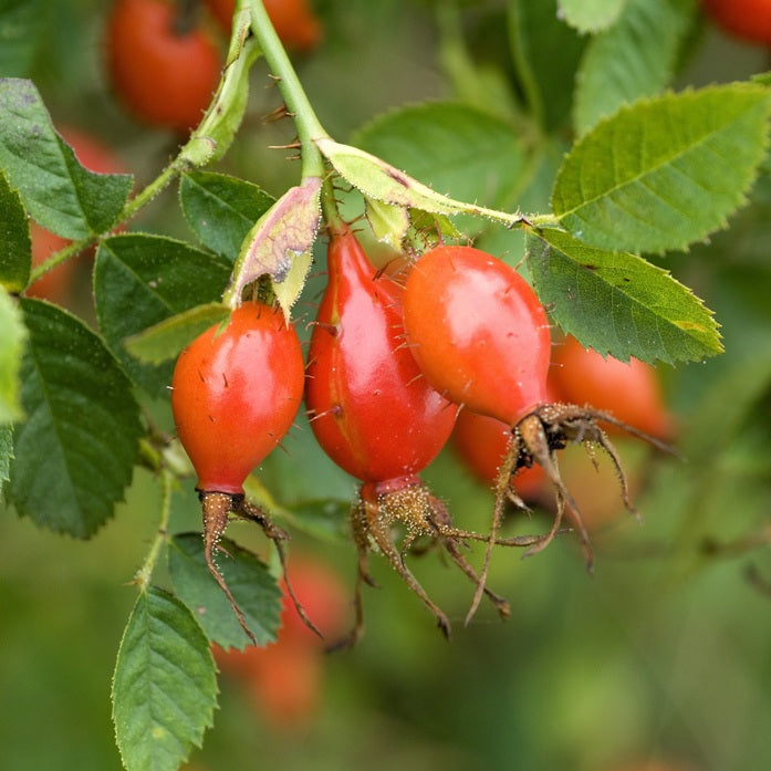 Rosehip (Rosa rubiginosa) - Organic Virgin Vegetable Oil
