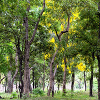Sandalwood (Santalum austrocaledonicum) - Essential Oil 