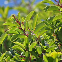 Sandalwood (Santalum austrocaledonicum) - Perfume 10 ml