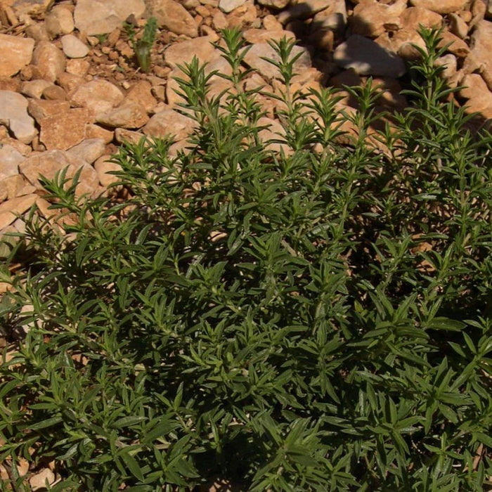 Winter Savory (Satureja montana) - Organic Essential Oil