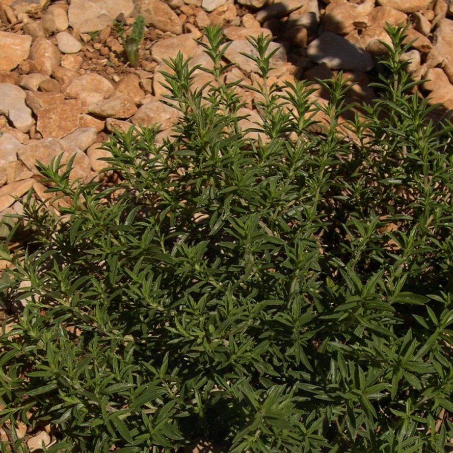 Winter Savory (Satureja montana) - Organic Essential Oil
