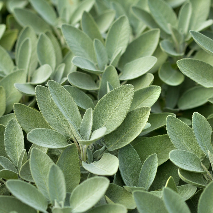 Sage, Common (Salvia officinalis) - Organic Essential Oil 