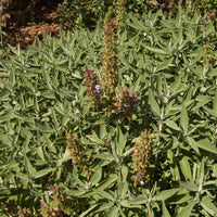 Sage, Common (Salvia officinalis) - Organic Essential Oil 