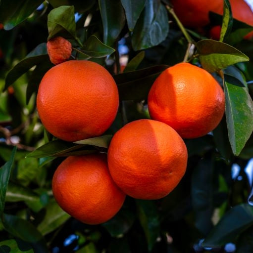 Blood Orange Zest (Citrus sinensis) - Organic Essential Oil
