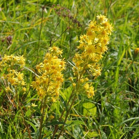 Verge d'or pubérulente (Solidago puberula) - Huile essentielle bio