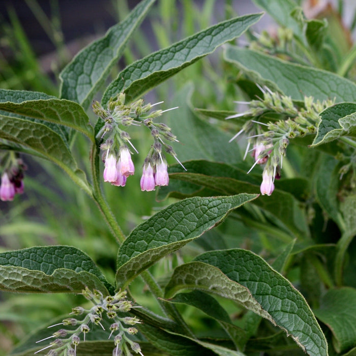 Consoude (Symphytum officinalis) - Macérat huileux bio