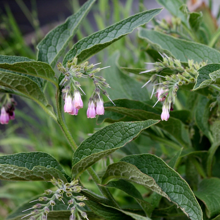 Comfrey (Symphytum officinalis) - Organic Oily Macerate