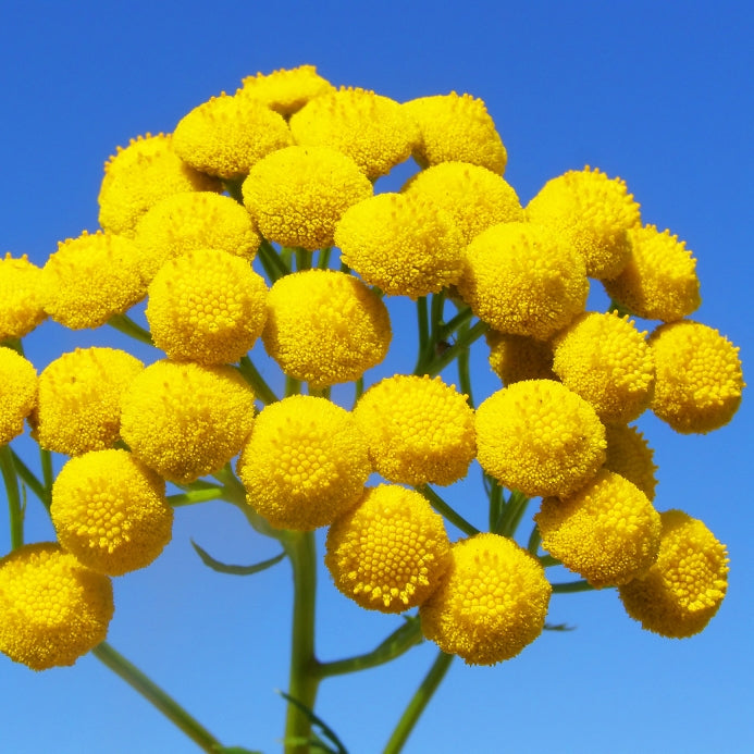 Blue Tansy (Tanacetum annuum) - Organic Essential Oil