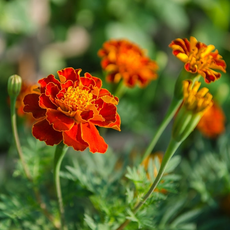 Tagetes (Tagetes minuta) - Organic Essential Oil