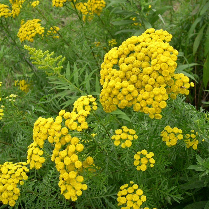 Tanaisie vulgaire (Tanacetum vulgare) - Huile essentielle bio