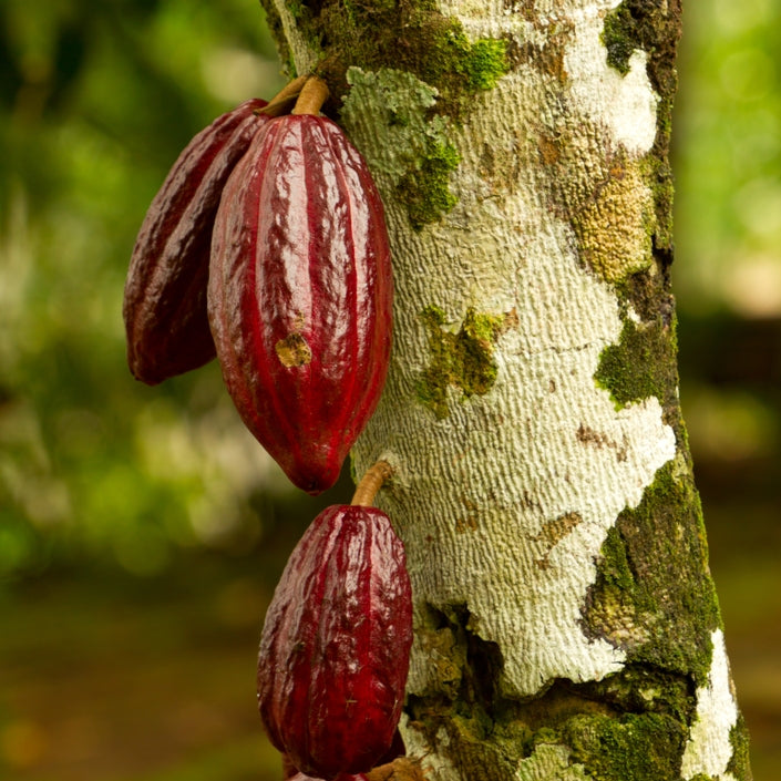 Cacao (Theobroma cacao) - Beurre végétal bio