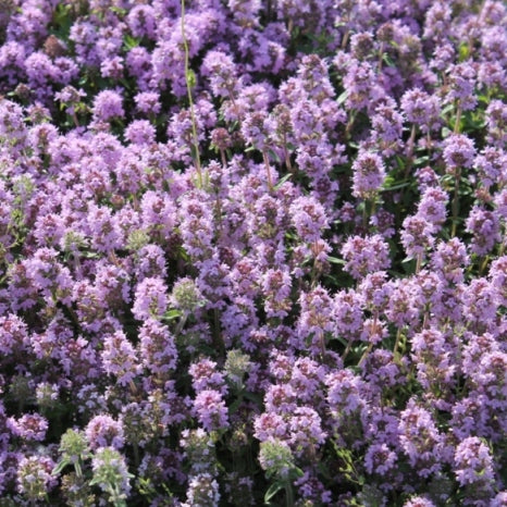 Thym à bornéol (Thymus satureioides) - Huile essentielle bio