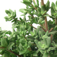 Thyme ct. Thymol (Thymus vulgaris) - Organic Essential Oil 