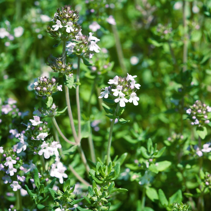 Thym ct. thuyanol (Thymus vulgaris) - Huile essentielle bio