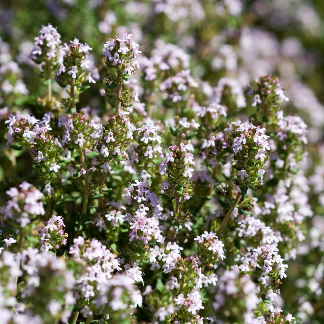 Thym ct. linalol (Thymus vulgaris) - Huile essentielle bio