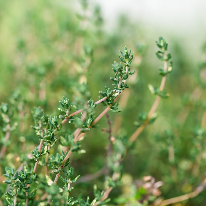 Thyme ct. Thymol (Thymus vulgaris) - Organic Essential Oil 