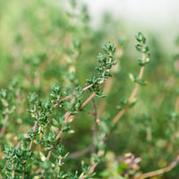 Thyme ct. Thymol (Thymus vulgaris) - Organic Essential Oil 