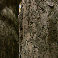 Canadian hemlock (Tsuga Canadensis) - Organic hydrosol