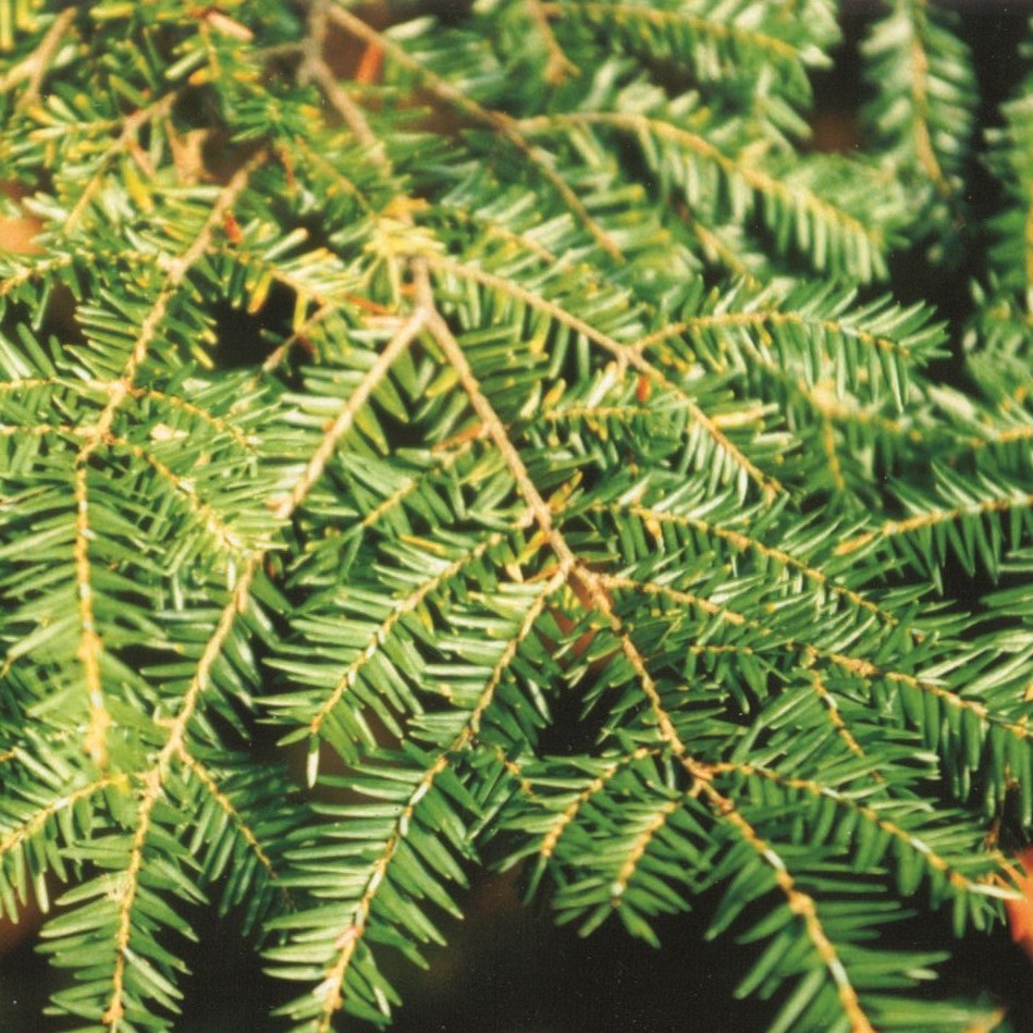 Canadian hemlock (Tsuga Canadensis) - Organic hydrosol