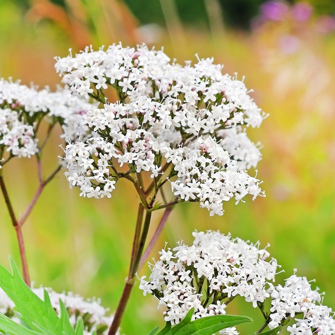 Valériane officinale (Valeriana officinalis) - Huile essentielle bio