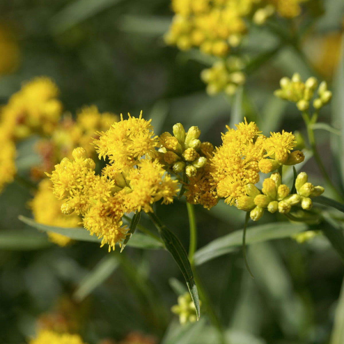 Verge d'or à feuilles de graminée (Euthamia graminifolia) - Huile essentielle bio