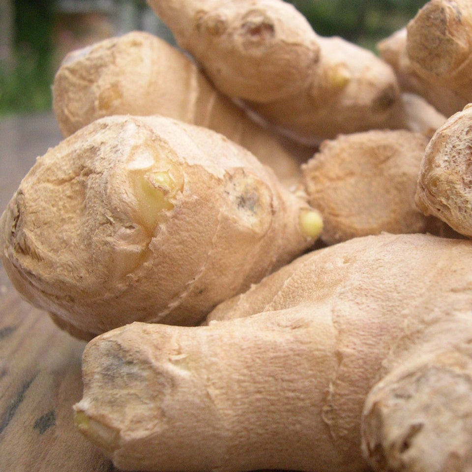 Ginger (Zingiber officinale) - Organic hydrosol 