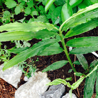 Gingembre (Zingiber officinale) - Huile gastronomique bio