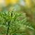 Ragweed, Common (Ambrosia artemisiifolia) Essential Oil