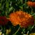Calendule (Calendula officinalis) macérât huileux