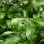 Petitgrain bigarade (Citrus aurantium ssp. amara) huile essentielle