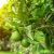 Key Lime Zest (Citrus x aurantiifolia) Essential Oil