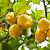 Lemon Zest (Citrus limonum) Essential Oil