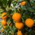 Mandarine rouge zeste (Citrus reticulata) huile essentielle