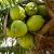 Noix de coco (Cocos nucifera) beurre végétal