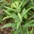 Sweet Fern (Comptonia peregrina) Hydrosol