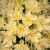Backhousia citriodora, Lemon-scented myrtle, flowers