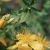 Millepertuis (Hypericum perforatum) huile essentielle, Canada