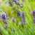 Lavande aspic (Lavandula latifolia) huile essentielle