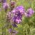 True Lavender (Lavandula angustifolia) Essential Oil