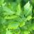 Lovage Leaf (Levisticum officinale) Essential Oil
