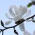 Magnolia (Michelia alba) Essential Oil