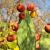 Prickly Pear (Opuntia ficus indica) Virgin Plant Oil
