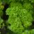 Parsley Seed (Petroselinum sativum) Essential Oil