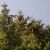 White Spruce (Picea glauca) Essential Oil