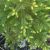 Épinette noire (Picea mariana) huile essentielle