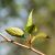Balsam Poplar (Populus balsamifera) Absolute