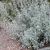 Sauge blanche (Salvia apiana) hydrolat
